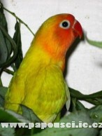 Agapornis Fischerův
