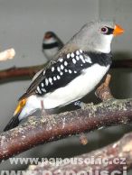 Amadina diamantová