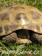 Křepelka čínská