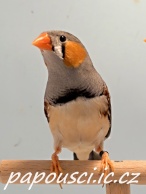 Zebřička pestrá